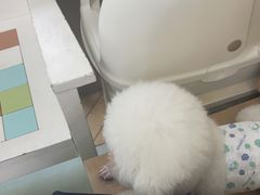 -瑞鹏宠物医院·宠保定点·心脏科·内科(御桥分院)