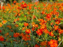 -泗洪洪泽湖湿地景区