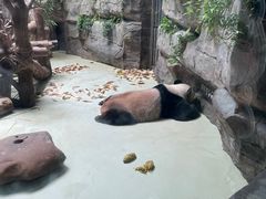 -都江堰中华大熊猫苑