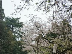 -武汉大学-樱园