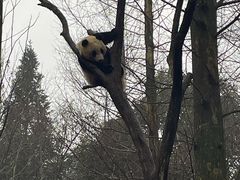 -都江堰中华大熊猫苑