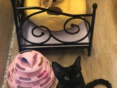 -momokira米努特·德文卷毛猫·棉花面纱犬