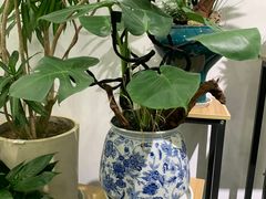 -长春青怡坊鲜花批发(青怡坊花鸟市场店)