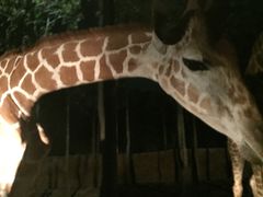 -清迈夜间动物园