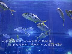 -重庆欢乐海底世界
