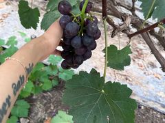 -马陆小张葡萄园农家乐