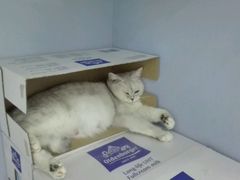 -喵的天空名猫咖啡馆·撸猫·猫舍·用品