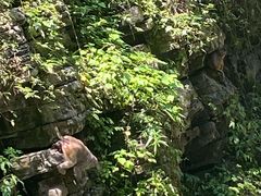 -三峡人家风景区