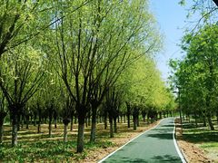 -洨河生态公园