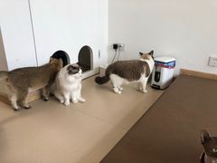 -猫在这儿猫咪咖啡馆·撸猫馆