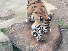 -上方山森林动物世界