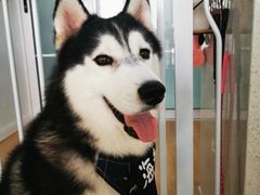 -Husky Go! 哈士奇体验馆·宠物咖啡厅狗咖