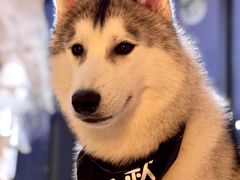 -Husky Go! 哈士奇体验馆·宠物咖啡厅狗咖