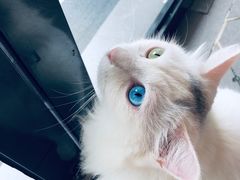 -有猫主题·治愈系猫咖(曾厝垵店)