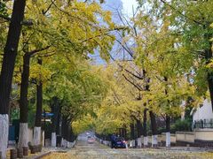 -八大关景区