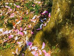 -七曲山风景区