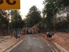 -清迈夜间动物园