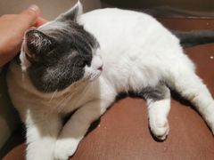 -MOCHA明星猫咖(田子坊店)