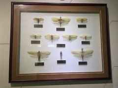 -上海昆虫博物馆