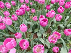 -洛阳郁金香牡丹园