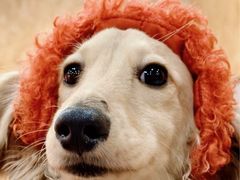 -和它·交个朋友·狗咖猫咖(爱琴海店)