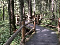 -汤旺河林海奇石景区