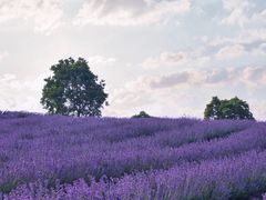 -紫颐香薰山谷景区