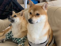 -怪兽屋·羊驼·猫咖·狗咖(俊华广场店)