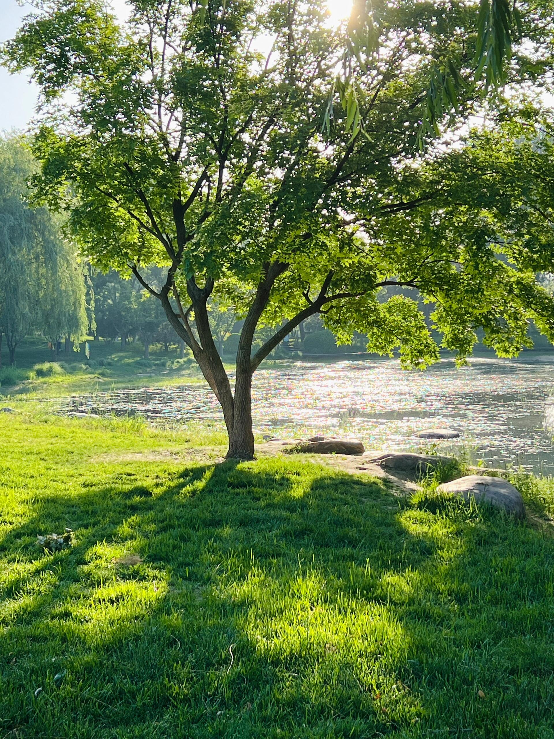 夏天风景早晨图片