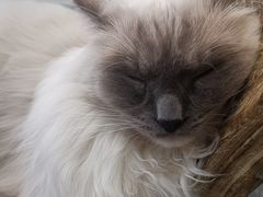 -共舞时光猫咖·狗咖(新街口店)