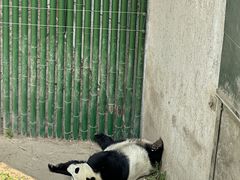 -沈阳森林动物园