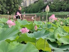-金山公园