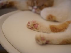 -喵zoo家庭繁育猫舍(尖东智能花园店)