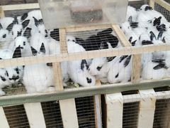 -中环花鸟鱼虫市场
