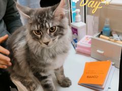 -十年猫舍·猫咪专门店(普陀店)