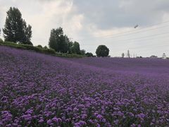 -紫颐香薰山谷景区