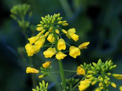 -上海吴淞炮台湾国家湿地公园