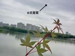 -昆山城市生态森林公园