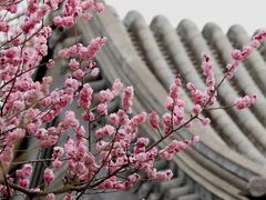 -国家植物园