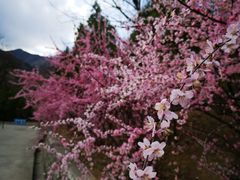 -北京鹫峰国家森林公园