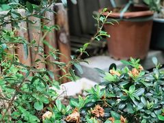 -青咖啡(三坊七巷店)