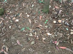 -铁山坪森林公园