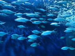 -上海海洋水族馆