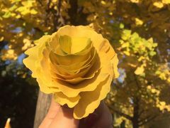 -五女峰国家森林公园