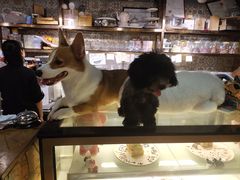 -more than meow吴止猫主题餐厅(承德 中船汇店)