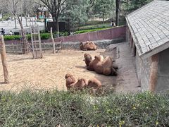 -石家庄市动物园