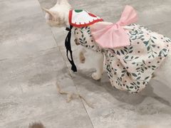 -楼上猫咖(罗湖店)