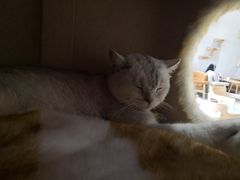 -藏猫猫咖啡主题馆(中央大道店)