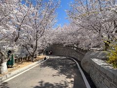 -樱花山风景区