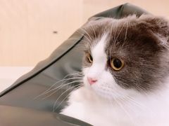 -飞行喵MR PILOT|猫舍·猫咖(静安大融城店)